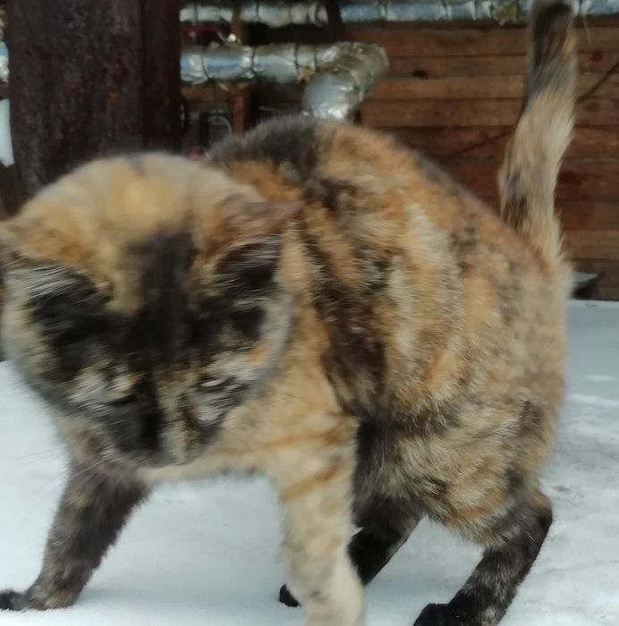 Киця безкоштовно