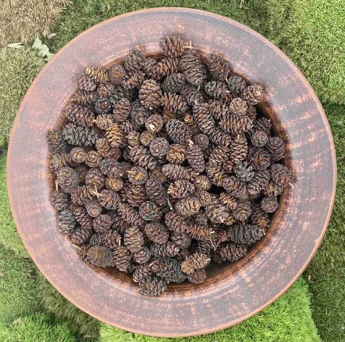 Шишки вільхи, шишки ольхи, ольховые шишки