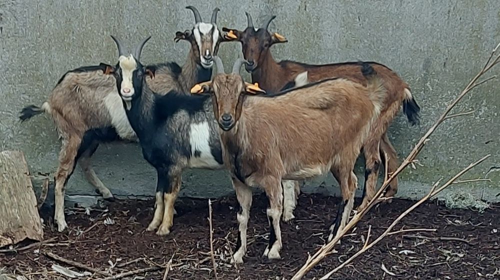 Młode kozy i koziołek