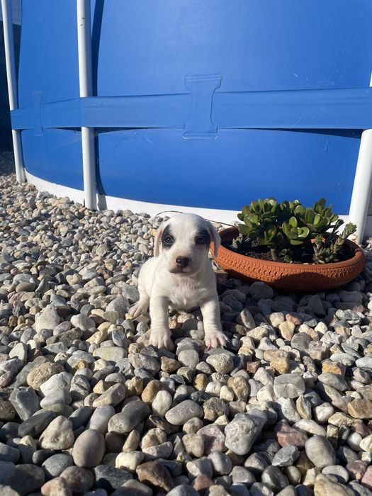 Fêmea Jack Russel Terrier
