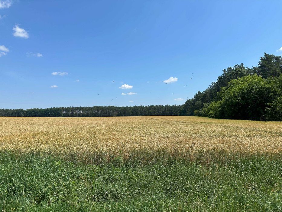 Продаж 335 соток біля лісу