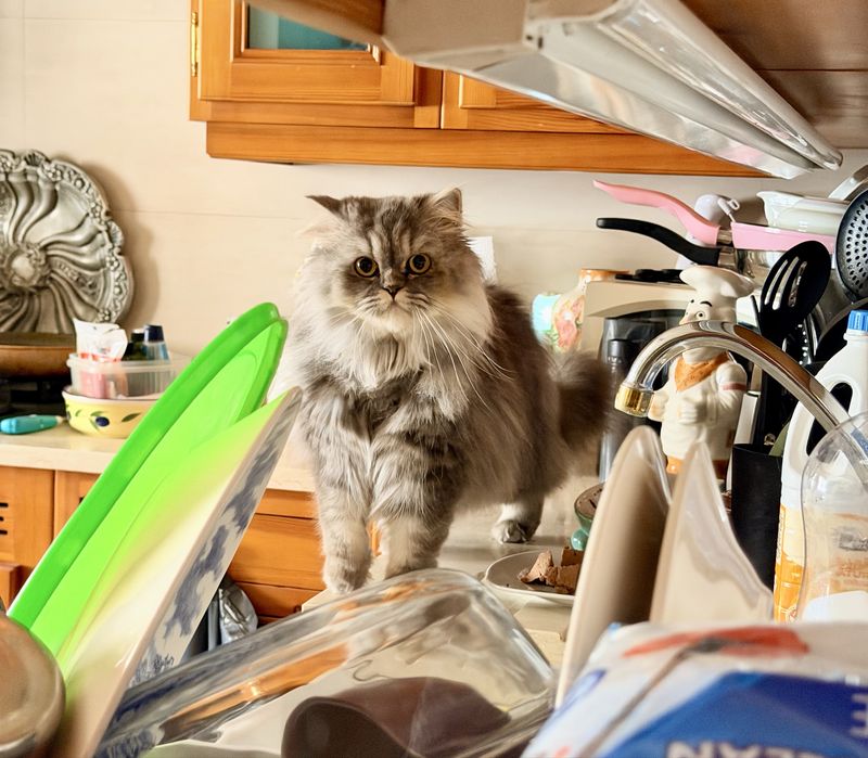 Gatinha British  Longhair procura macho