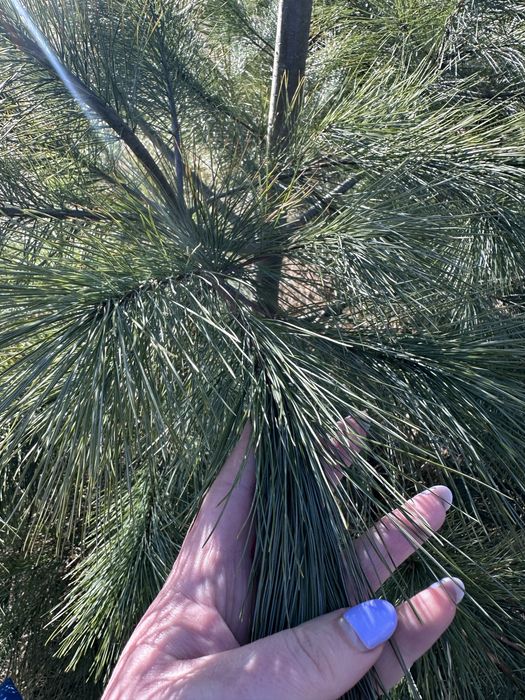 Сосна веймутова, саджанці