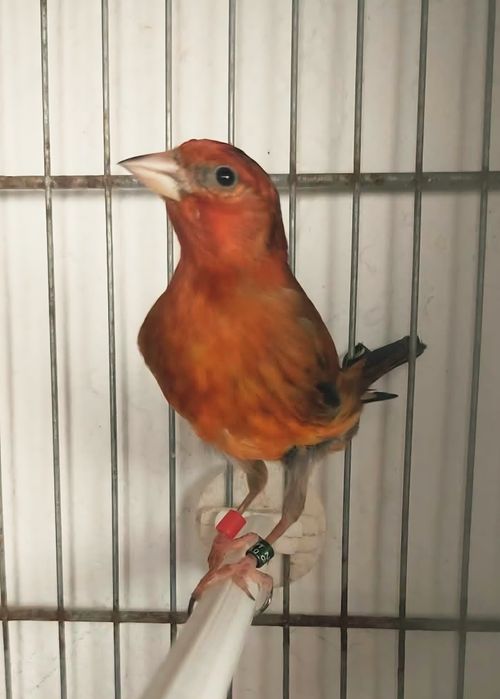 Mestiços de pintassilgo