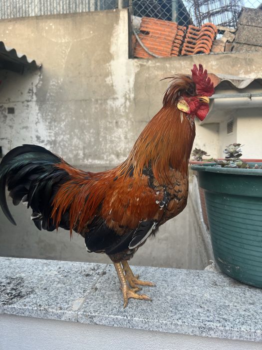 Granizo de idade nova