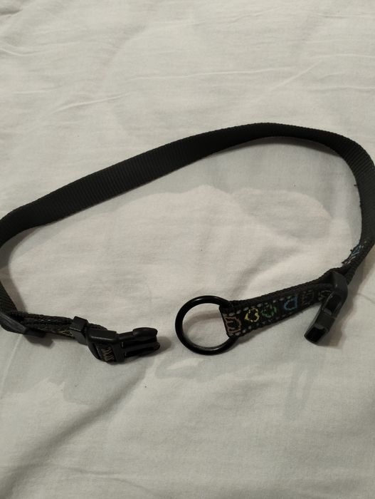 Kolorowa obroża dla psa