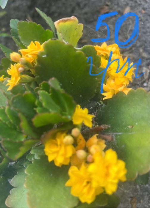 Пеларгонія ,бегонії,каланхоє,бальзамін для душі