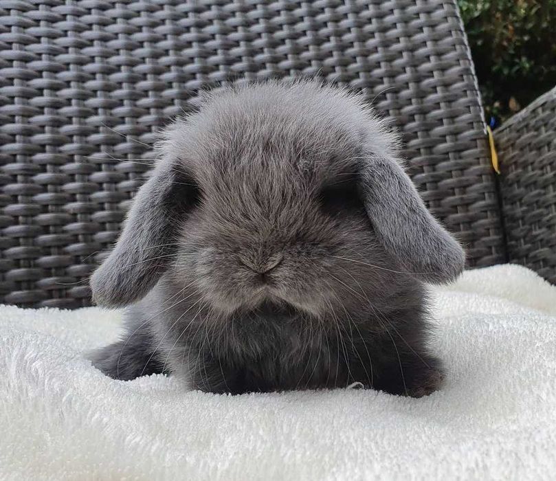 KIT Coelhos anões mini loop, orelhudos muito meigos e brincalhões