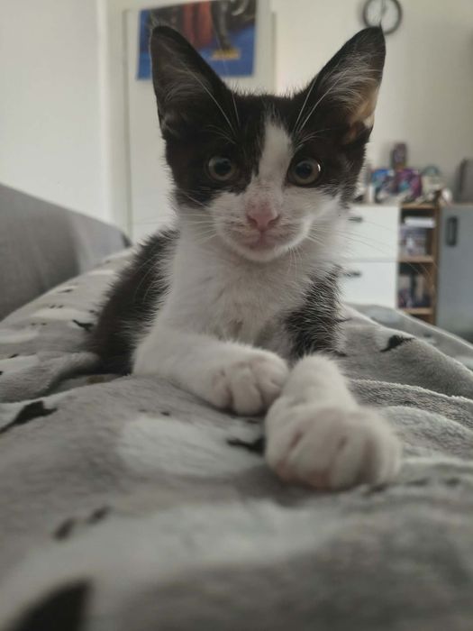 Mała kicia do adopcji