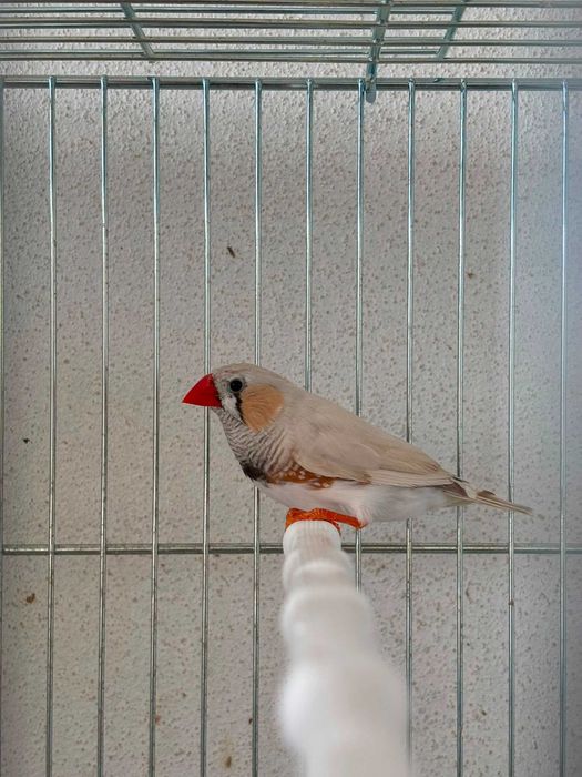 Aves mandarins brancos
