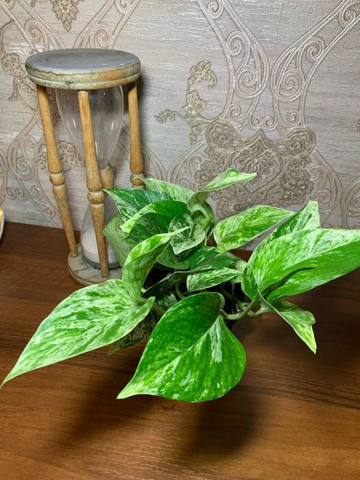 Епіпреміум  Marble  Queen