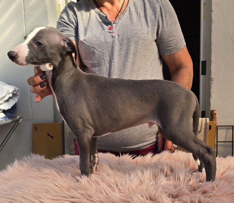 Whippet piesek FCI