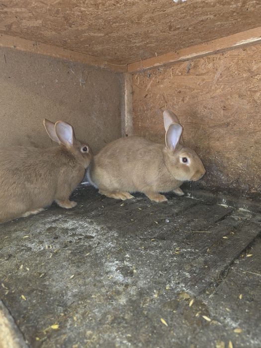 Króliki burgundy samice