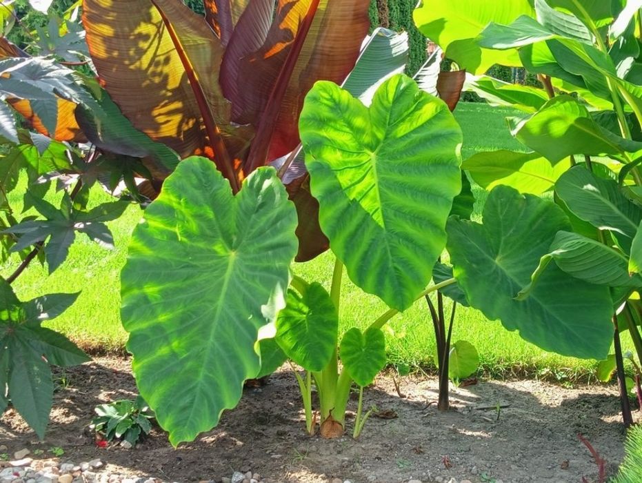 Egzotyczna Kolokazja Olbrzymia Colocasia