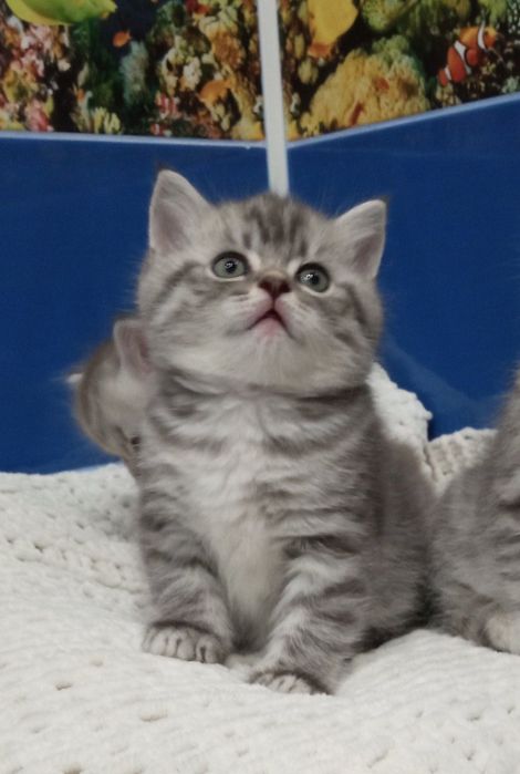 Британські кошенята, таббі.