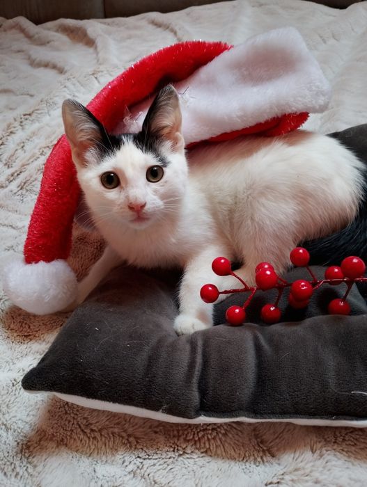 Malutka kicia do adopcji