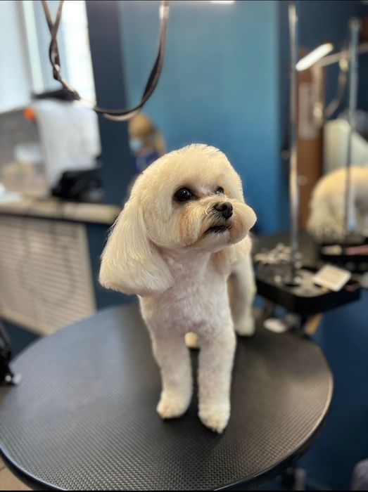 Курси.Навчання на Грумінг Майстра.Чернігів