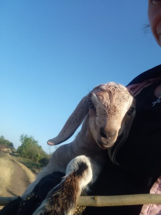 Козочки и козлики