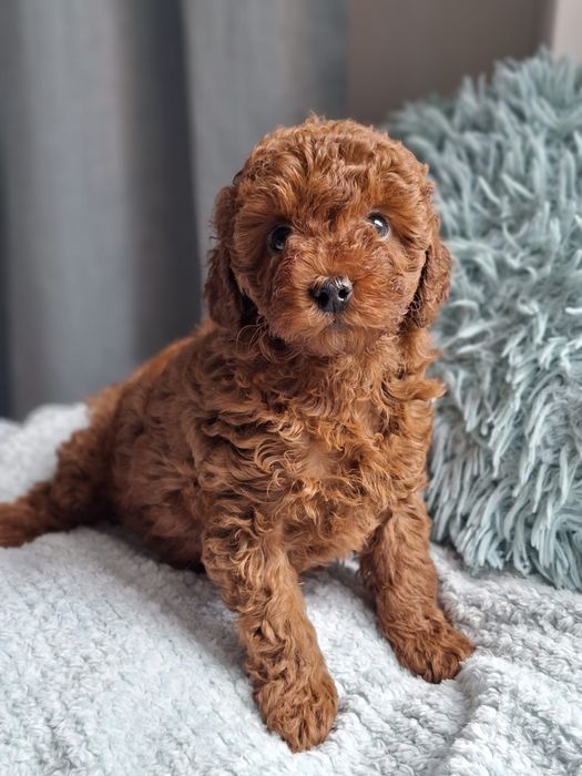 Maltipoo F1b Pudel i Maltipoo -