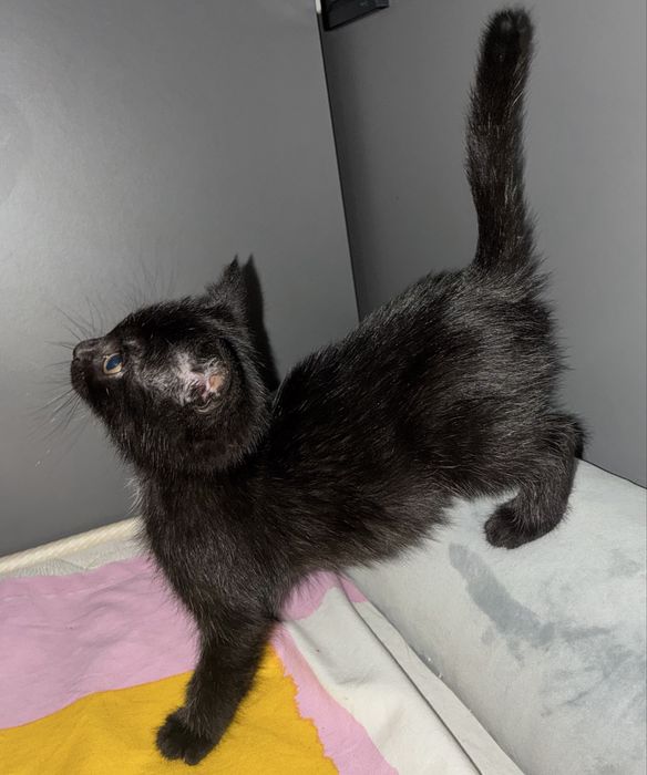 чорне  кошеня ( котик)