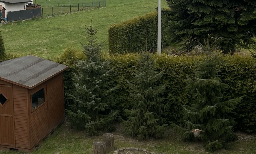 Świerk 270-300cm 3 sztuki  OKAZJA!