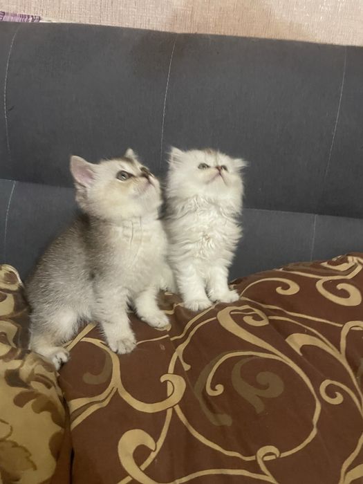 Шотландские Шиншилки Котятки-Медвежатки