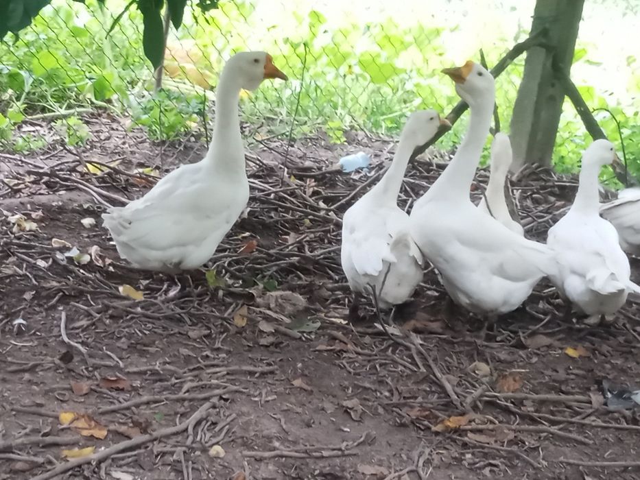 Bardzo ładne gęsi młody