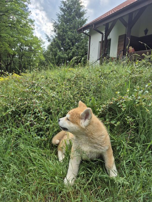 Akita  lnu szczenik