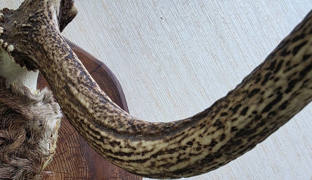 Коллекционные рога оленя.