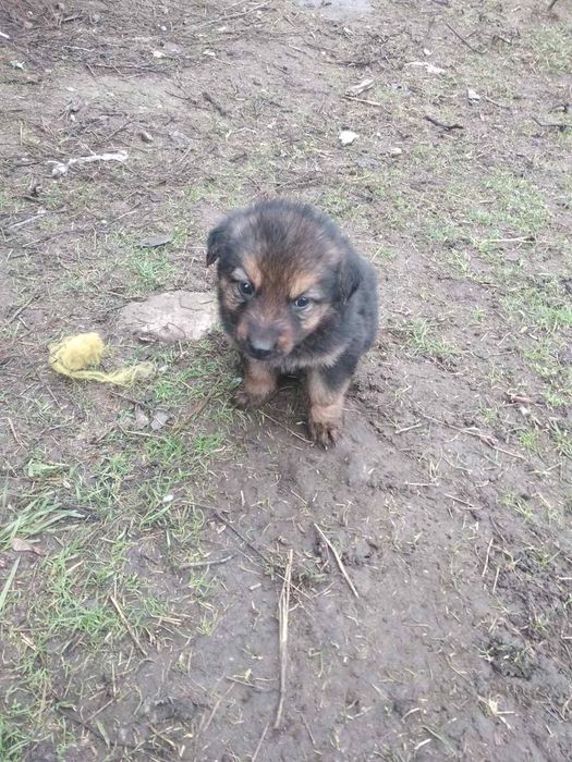 Отдам в хорошие руки метисов овчарки