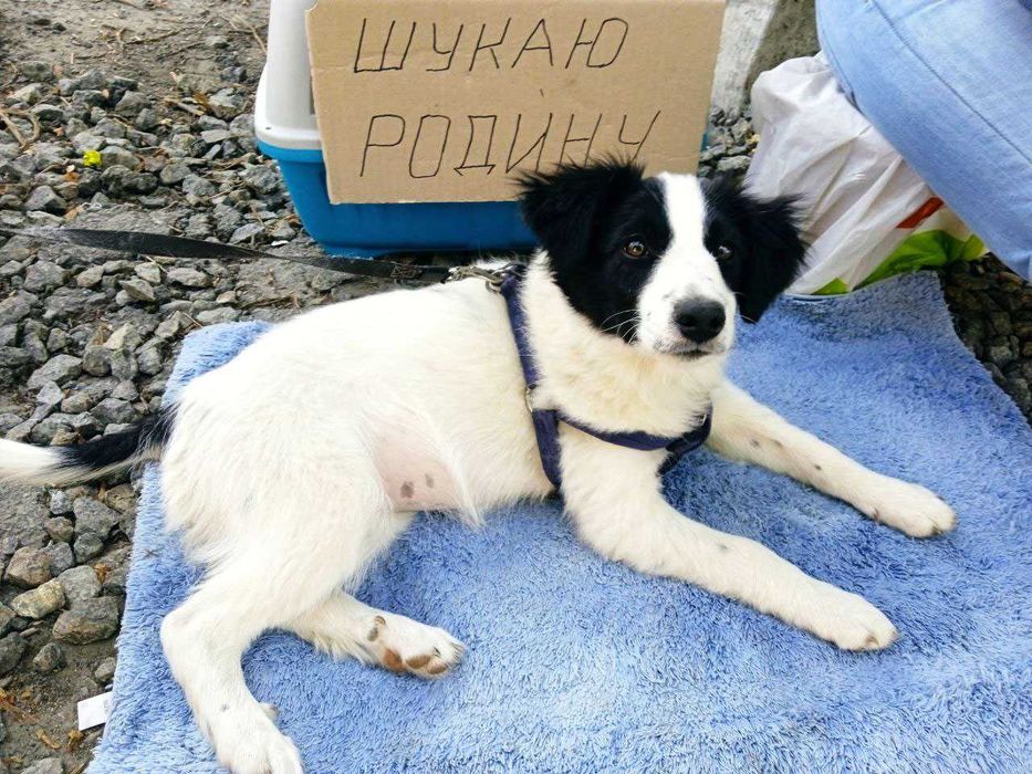 Розумненьке щеня (дівчинка) шукає родину