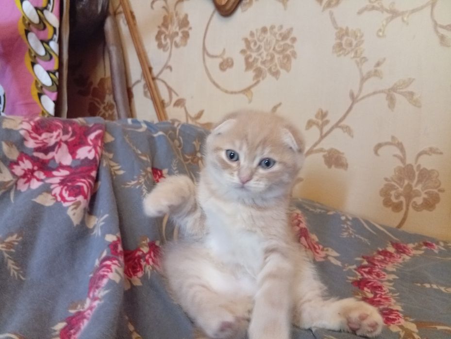 Scottish fold.скоттиш фолд и скоттиш страйт.котята