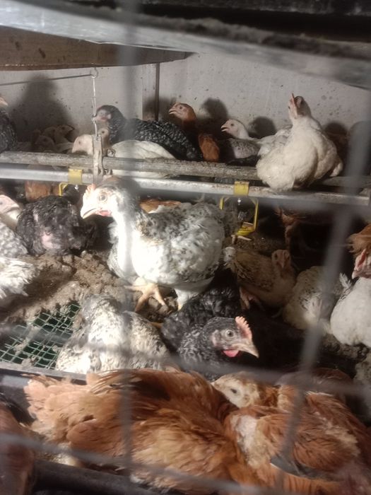 Продам курчат мясояічної породи