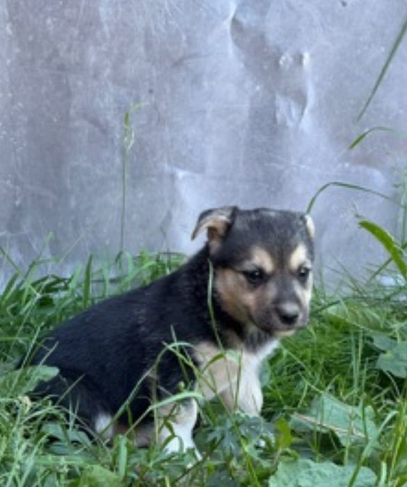 Віддам цуценят 2 міс.