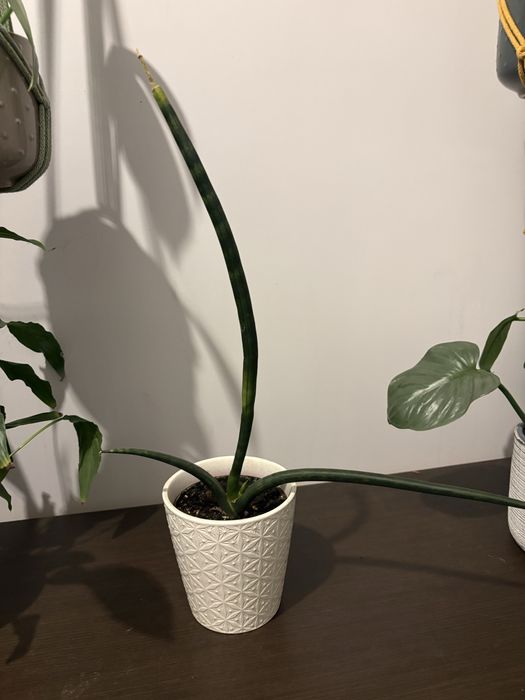 Sansevieria cylindryczna