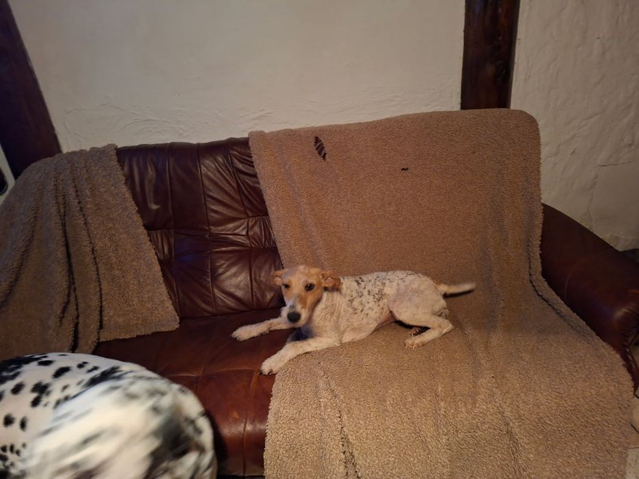 Uciekły dwa foksteriery