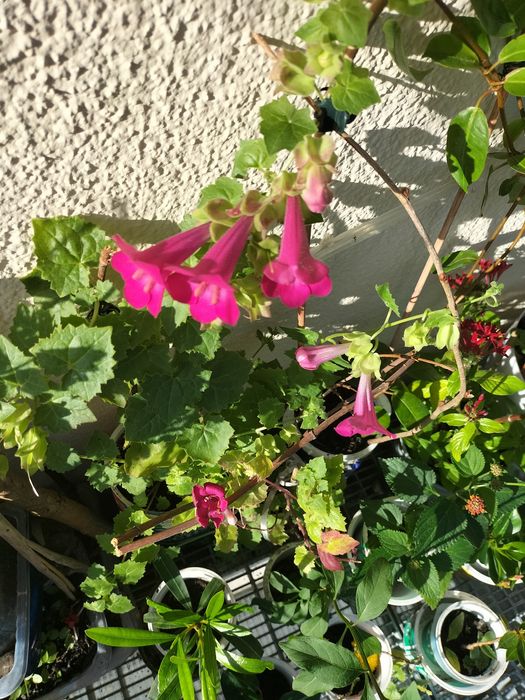 Вьющая глоксиния или лофоспермум