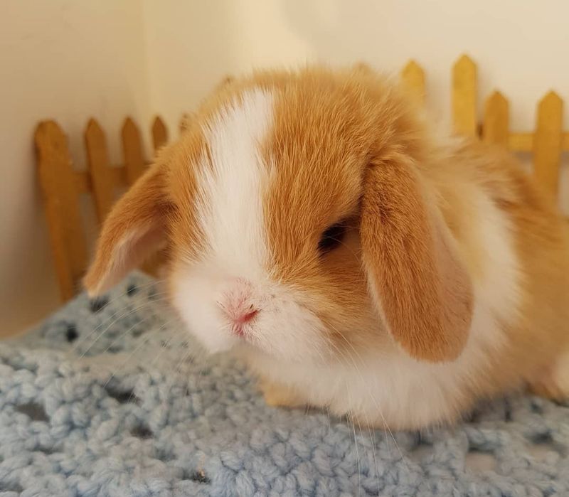 KIT Coelhos anões mini loop, orelhudos muito inteligentes e dóceis