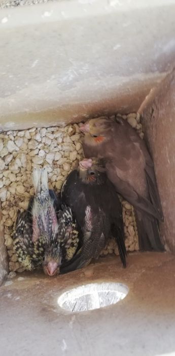 Caturras adultas