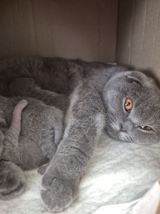 Шотландські кошенята