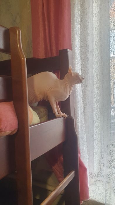 Канадський ельф продам
