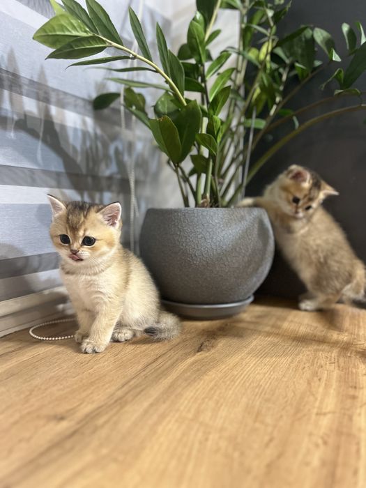 Кошенята золотої британської шиншили