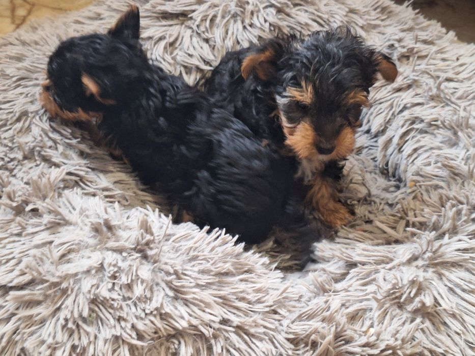 Yorkshire terrier z dokumentami