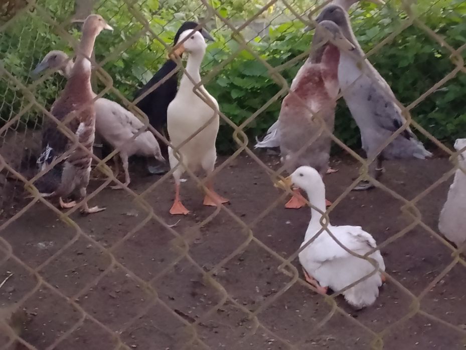 Ptaki seramy kaczki koguty i inne