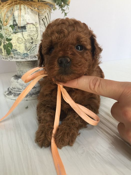 VIP Той-Пуделі — від серця до серця