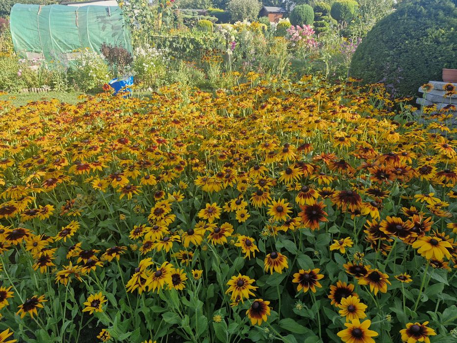 Rudbekia duze sadzonki OSTATNI DZWONEK