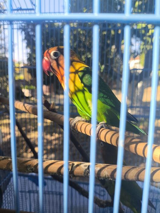 Gaiola com pássaros love bird