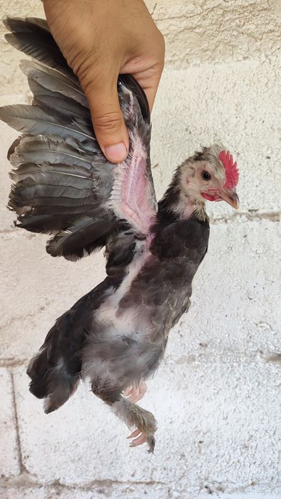 Casal de garnizes novos do campo