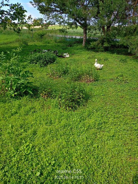 Kaczki staropolskie, żywe i tuszki