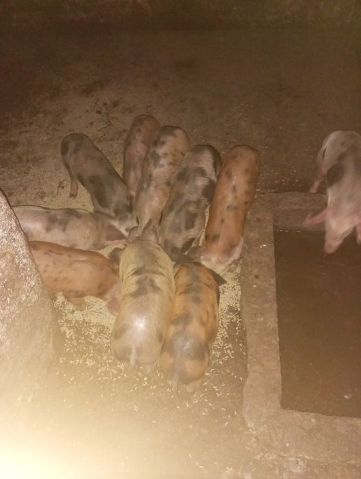 Leitões prontos a sair
